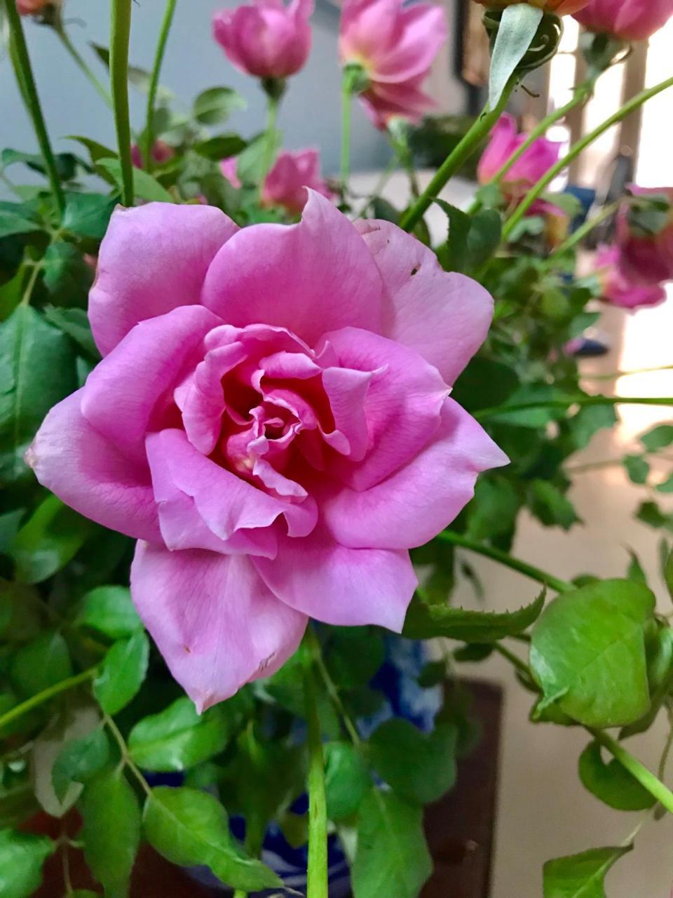 The Rose Home Hanoi Esterno foto